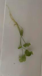 Cardamine lyrata, Dieren en Toebehoren, Vissen | Aquariumvissen, Slak of Weekdier