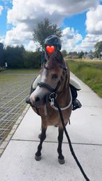 Allerliefste welsh a pony, Merrie, Gechipt, Zadelmak, A pony (tot 1.17m)