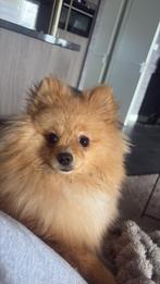 Pomeriaan reu 9 maanden, Dieren en Toebehoren, Keeshond, 15 weken tot 1 jaar, Reu, CDV (hondenziekte)