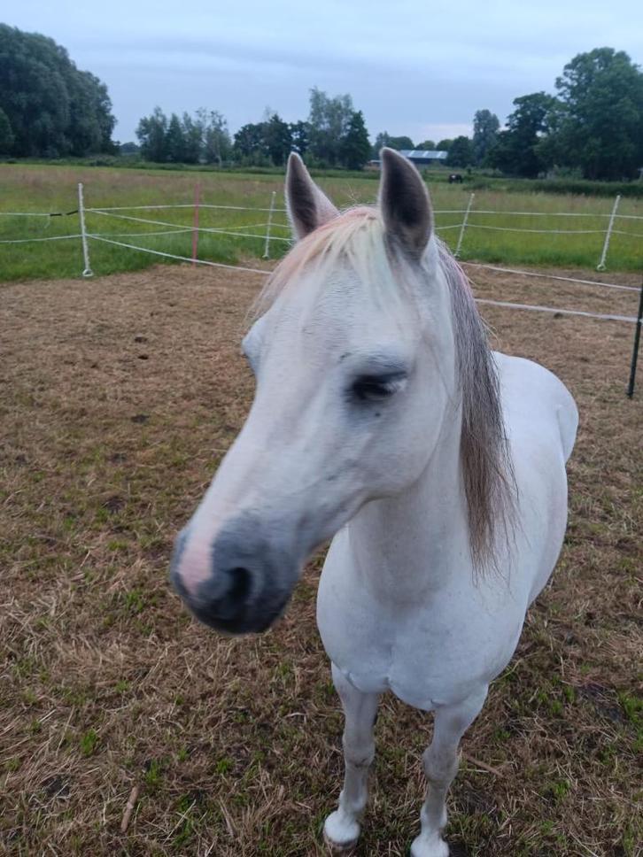 Welsh merrie met pit in prijs verlaagd, Dieren en Toebehoren, Pony's, Merrie, Niet van toepassing, B pony (1.17m tot 1.27m), Recreatiepony