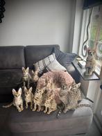 Prachtige Savannah F6 SBT kittens, Meerdere dieren, Gechipt, 0 tot 2 jaar