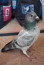 Postduif schimmel doffer, Dieren en Toebehoren, Mannelijk, Postduif