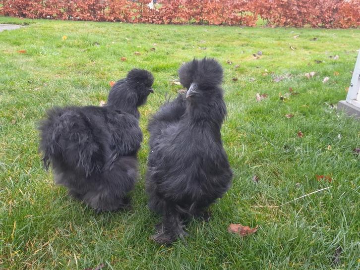 Te koop zijdehoen hennen 2025, Dieren en Toebehoren, Pluimvee, Kip, Vrouwelijk