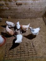 Jonge Leg kippen Lohmann, Vrouwelijk, Kip