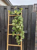 Prachtige kunst hangplant nieuw, Huis en Inrichting, Ophalen of Verzenden, Nieuw