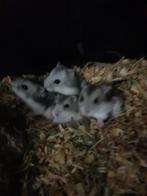 Te koop dwerghamsters, Dieren en Toebehoren, Knaagdieren, Meerdere dieren, Hamster, Tam