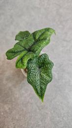 Alocasia Jacklyn, Ophalen of Verzenden, Halfschaduw, Minder dan 100 cm
