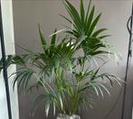 Kentia palm (Howea Forsteriana) 145cm PLANTENKENNER GEZOCHT, Huis en Inrichting, Kamerplanten, 100 tot 150 cm, Palm, Halfschaduw