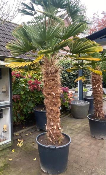 Een hele mooie palmboom, het is de Trachycarpus Wagnerianus  beschikbaar voor biedingen