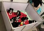 Border Collie pups met ISDS stamboom, Dieren en Toebehoren, Honden | Herdershonden en Veedrijvers, Parvo, Reu, 8 tot 15 weken