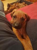Rhodesian Ridgeback Pups, Dieren en Toebehoren, Honden | Beagles, Bassets en Lopende honden, Fokker | Hobbymatig, 8 tot 15 weken