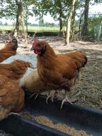 Kippen, Dieren en Toebehoren, Pluimvee, Meerdere dieren, Kip