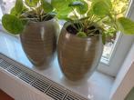 Kamerplanten met bloempot, Tuin en Terras, Bloempotten, Ophalen of Verzenden, Zo goed als nieuw, Rond