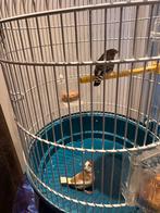 Vogels, Dieren en Toebehoren, Vogels | Overige Vogels, Meerdere dieren