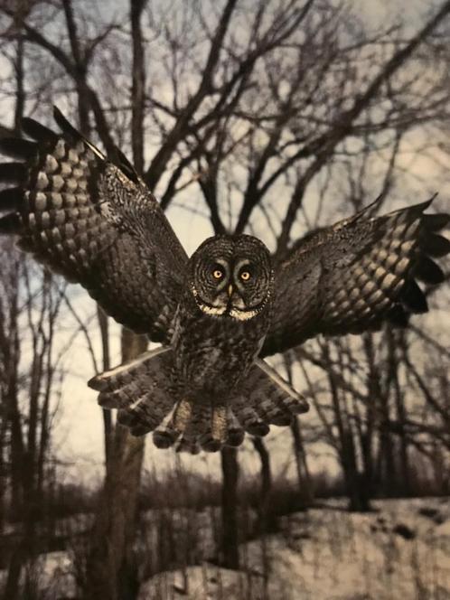 Fotoboek Wilde dieren in Noord-Amerika., Boeken, Geschiedenis | Wereld, Zo goed als nieuw, Noord-Amerika, 20e eeuw of later, Ophalen of Verzenden