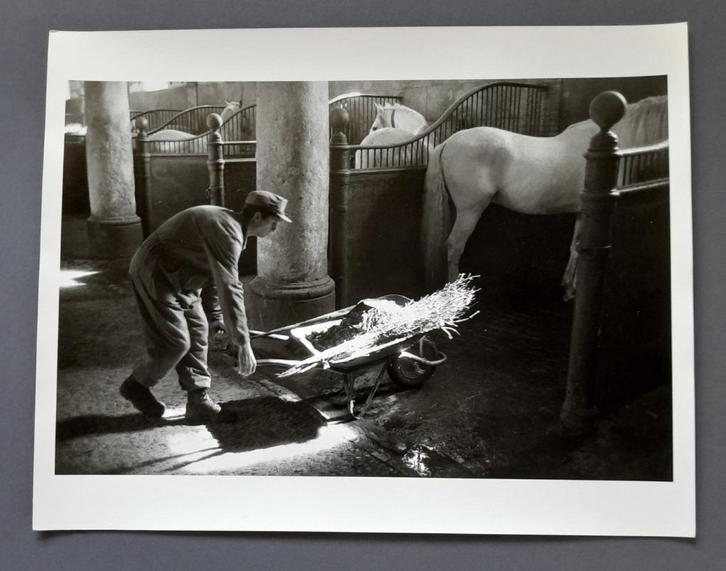 Vintage Zilvergelatine Foto - Peter Rodger - Paarden Stal, Antiek en Kunst, Kunst | Tekeningen en Foto's, Verzenden