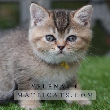 British Shorthair Black Golden Ticked beschikbaar voor biedingen