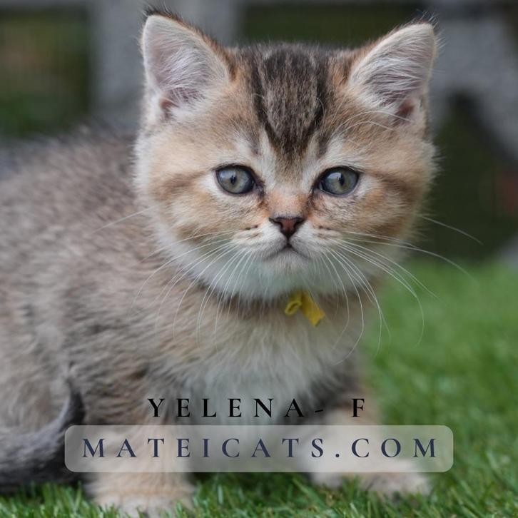 British Shorthair Black Golden Ticked, Dieren en Toebehoren, Katten en Kittens | Raskatten | Korthaar, Meerdere dieren, 0 tot 2 jaar