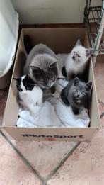 Kittens, gereserveerd., Dieren en Toebehoren