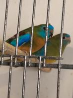 Meerdere turquoisine parkieten poppen en mannen, Dieren en Toebehoren, Meerdere dieren, Parkiet