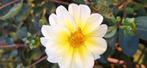 Dahlia knol, Tuin en Terras, Bloembollen en Zaden, Ophalen of Verzenden, Volle zon, Knol