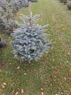 Kerstbomen te koop: Nordman, Blauwspar, Omorica, Ophalen, Overige soorten, Minder dan 100 cm