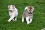 Akita pups te koop - Beide ouders aanwezig, Rabiës (hondsdolheid), Meerdere, 8 tot 15 weken, Meerdere dieren