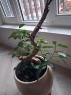 Plantenpot met plant familie bonsai, Huis en Inrichting, Kamerplanten, Ophalen, Halfschaduw, In pot, Minder dan 100 cm
