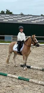 5 jarige Super knappe lieve welsh bixie pony, Dieren en Toebehoren, Pony's, Gechipt, Ruin, A pony (tot 1.17m), 3 tot 6 jaar