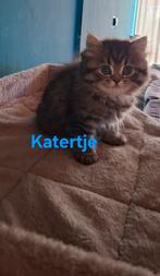 DE LAATSTE 2 KITTENS LANG&KORTHAAR BRITS MOGEN 13 NOV WEG!, Dieren en Toebehoren, Meerdere dieren, Ontwormd, 0 tot 2 jaar