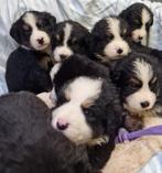Kruising Berner Sennen pups, Dieren en Toebehoren, Honden | Niet-rashonden, Rabiës (hondsdolheid), 8 tot 15 weken, Meerdere, Meerdere dieren