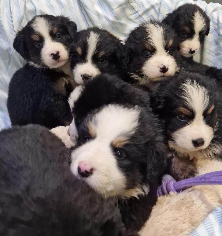 Kruising Berner Sennen pups, Dieren en Toebehoren, Honden | Niet-rashonden, Middel, Meerdere dieren, Particulier, Meerdere, Nederland