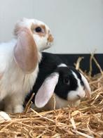 Gecastreerde konijnen | Dwerg konijn | Jonge dieren, Mannelijk, Dwerg, Hangoor, 0 tot 2 jaar