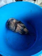 Konijntje, Dieren en Toebehoren, Konijnen, Vrouwelijk, Klein, 0 tot 2 jaar