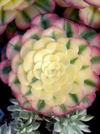 Aeonium sp.'Qingcheng- België, Ophalen of Verzenden, Halfschaduw, Minder dan 100 cm