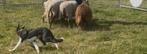 Schapendrijf trainingsadres gezocht!!!!, Dieren en Toebehoren, Schapen, Geiten en Varkens, Meerdere dieren, Schaap