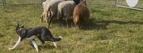 Schapendrijf trainingsadres gezocht!!!!, Dieren en Toebehoren, Schapen, Geiten en Varkens, Schaap, Meerdere dieren