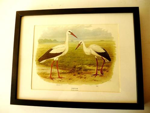 Ooievaars jong en volwassen van M.A. Koekkoek, Antiek en Kunst, Kunst | Litho's en Zeefdrukken, Ophalen of Verzenden