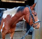 Hele lieve brave e pony ruin !!, Dieren en Toebehoren, Pony's, Ruin, 3 tot 6 jaar, Recreatiepony, Gechipt