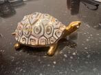 Capodimonte Swarovski Porselein Schildpad, Ophalen of Verzenden, Zo goed als nieuw