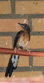 Koppel schamalijster onverwand, Dieren en Toebehoren, Vogels | Overige Vogels, Meerdere dieren, Tropenvogel, Geringd