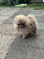Mini pomerian Bear face, Dieren en Toebehoren, Honden | Poolhonden, Keeshonden en Oertypen, Particulier, Rabiës (hondsdolheid)