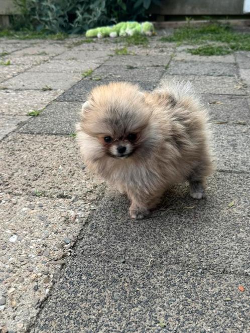Mini pomerian Bear face, Dieren en Toebehoren, Honden | Poolhonden, Keeshonden en Oertypen, Teef, Overige rassen, Particulier