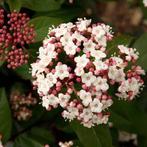 Viburnum Tinus. Sneeuwbal, sierheester. P9 planten, Tuin en Terras, Planten | Tuinplanten, Overige soorten, Vaste plant, Ophalen of Verzenden