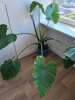 Alocasia odora, grote plant!, Huis en Inrichting, Kamerplanten, Ophalen, Overige soorten, Minder dan 100 cm