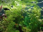 Black molys platys guppies, Dieren en Toebehoren, Vissen | Aquariumvissen, Vis