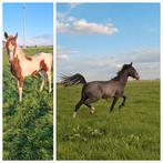 Bont hengstveulen en 2.5 jarige schimmel magnifiek, Dieren en Toebehoren, Minder dan 160 cm, Niet van toepassing, Dressuurpaard