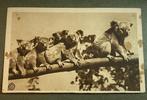 Oude Ansichtkaart Koala (KPM), Verzenden, 1920 tot 1940, Gelopen, Wild dier