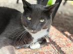 Kater blauwe rus / maine cone, Dieren en Toebehoren, Kater, Gechipt, 3 tot 5 jaar