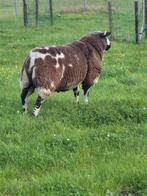 Mooie bonte dekram, Dieren en Toebehoren, Schapen, Geiten en Varkens, Mannelijk, Schaap, 0 tot 2 jaar